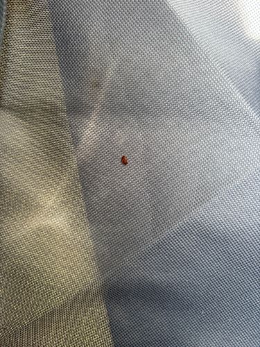 Bed Bug