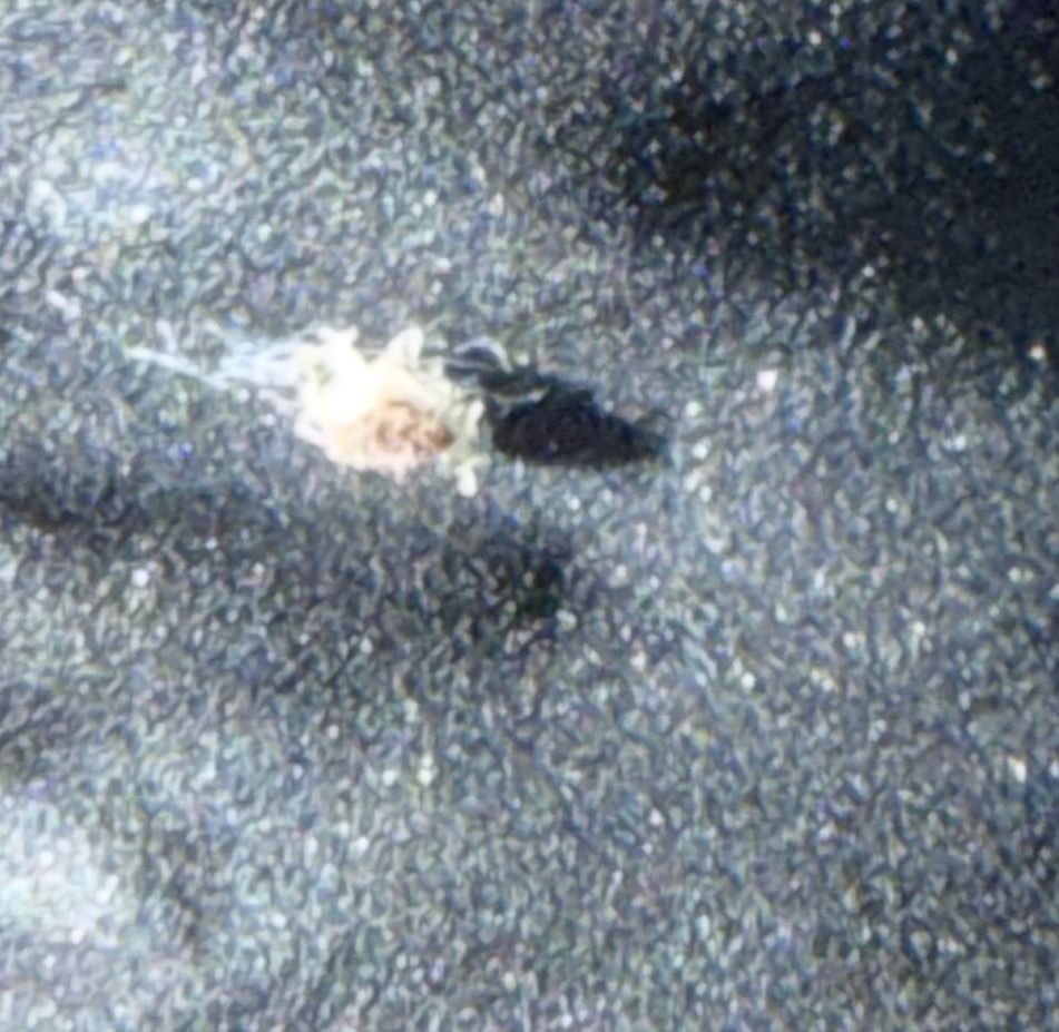 Lacewing Larva (Junk Bug or Trash Bug)