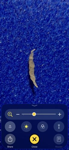 Case-bearing Clothes Moth (Larva)
