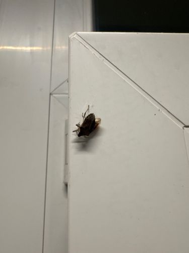 Brown Marmorated Stink Bug