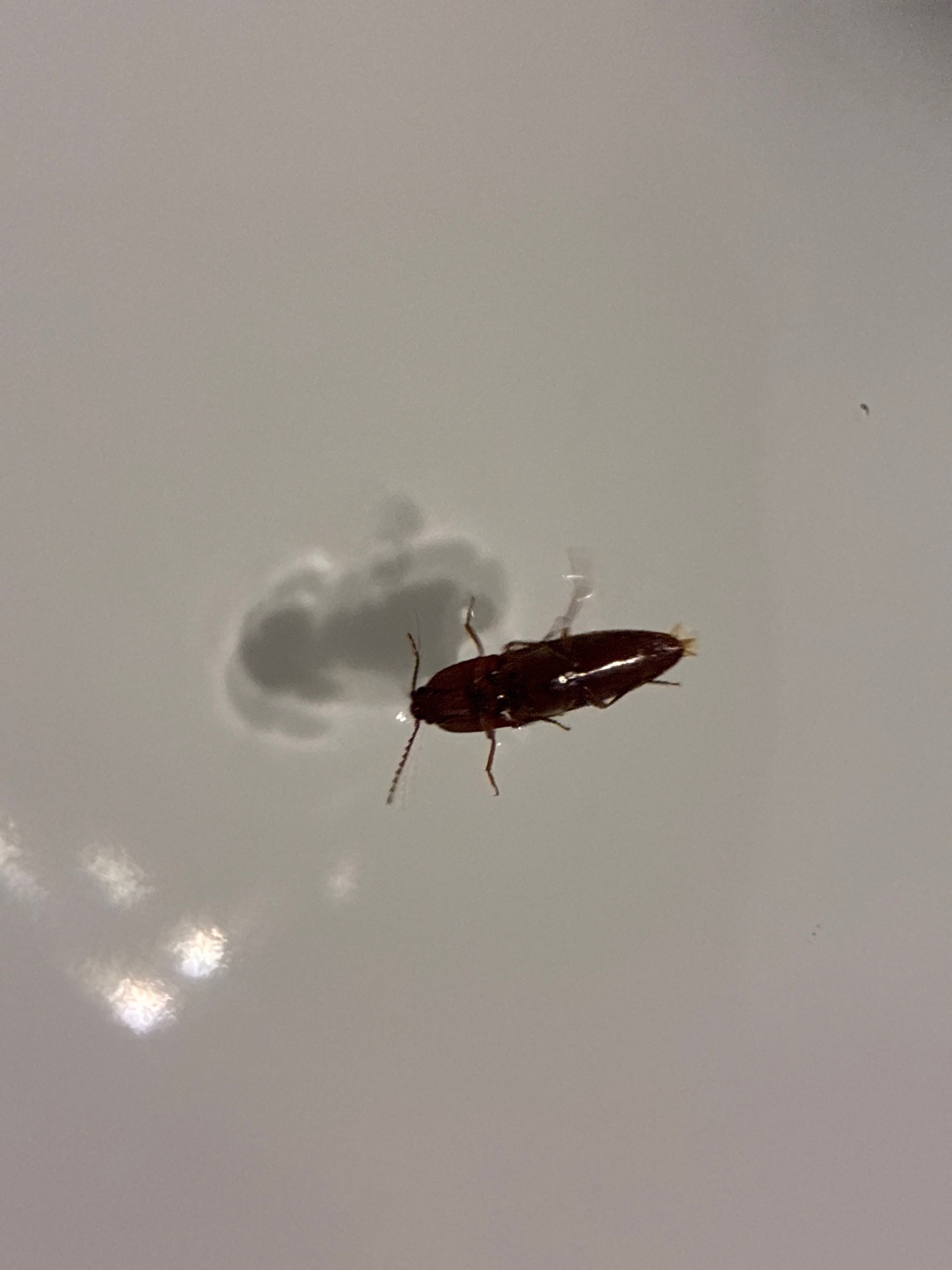 Click Beetle