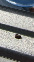 Varied Carpet Beetle