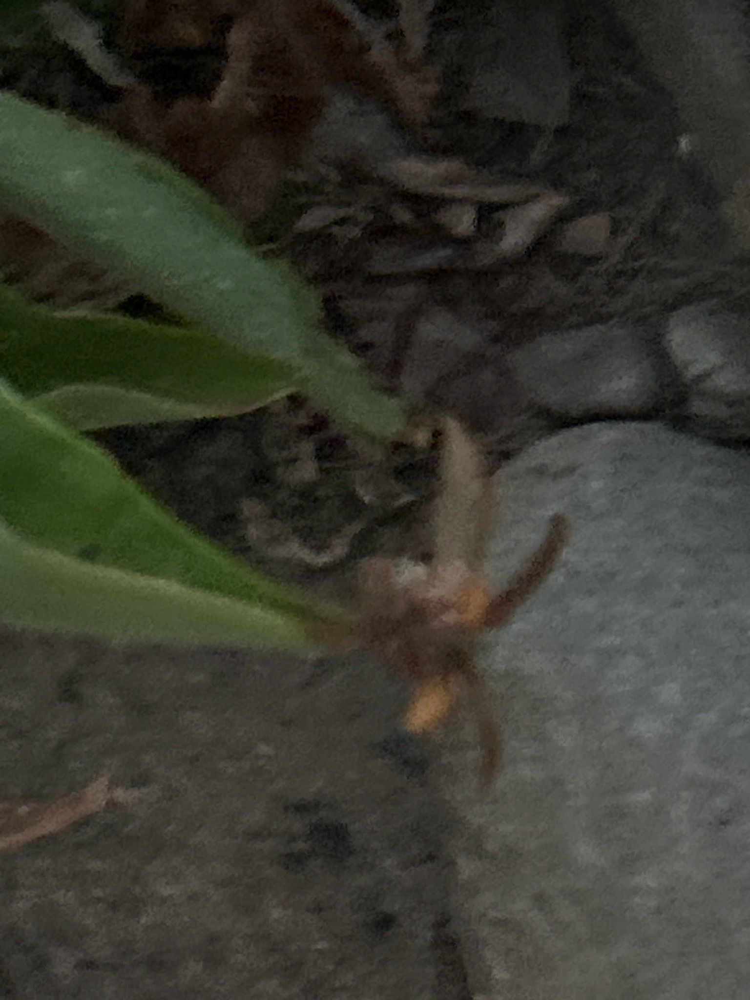 Orb-weaver spider