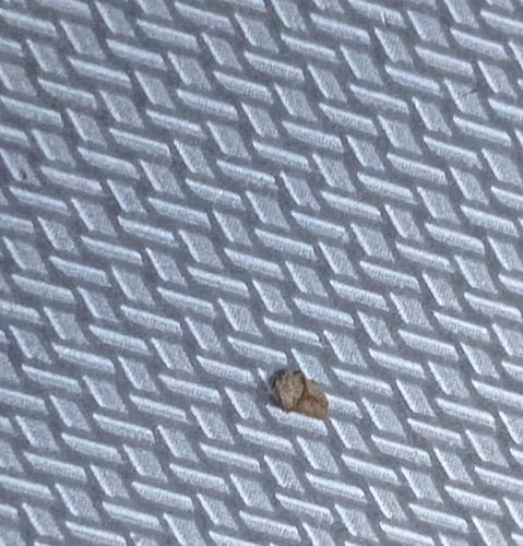 Junk bug (Green Lacewing Larva)