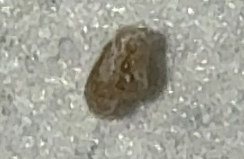 Varied Carpet Beetle