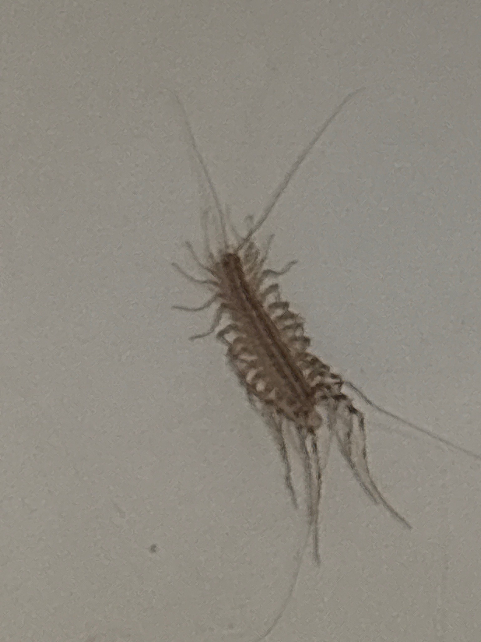 House Centipede