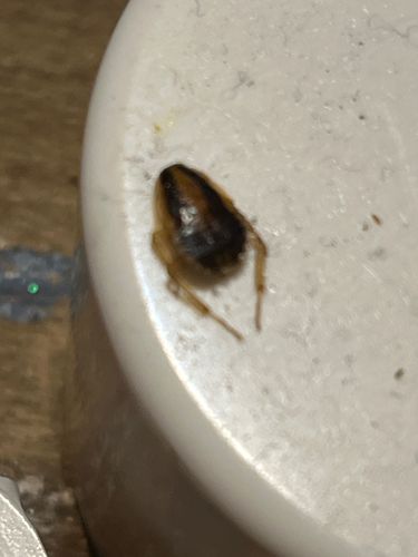 German Cockroach