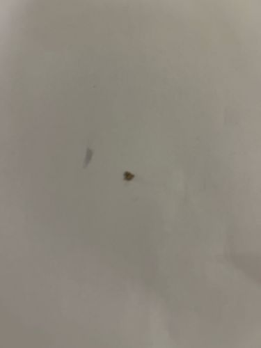 Carpet Beetle (likely Dermestidae species, such as Varied Carpet Beetle or Black Carpet Beetle)