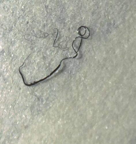 Horsehair Worm (also Gordian Worm)