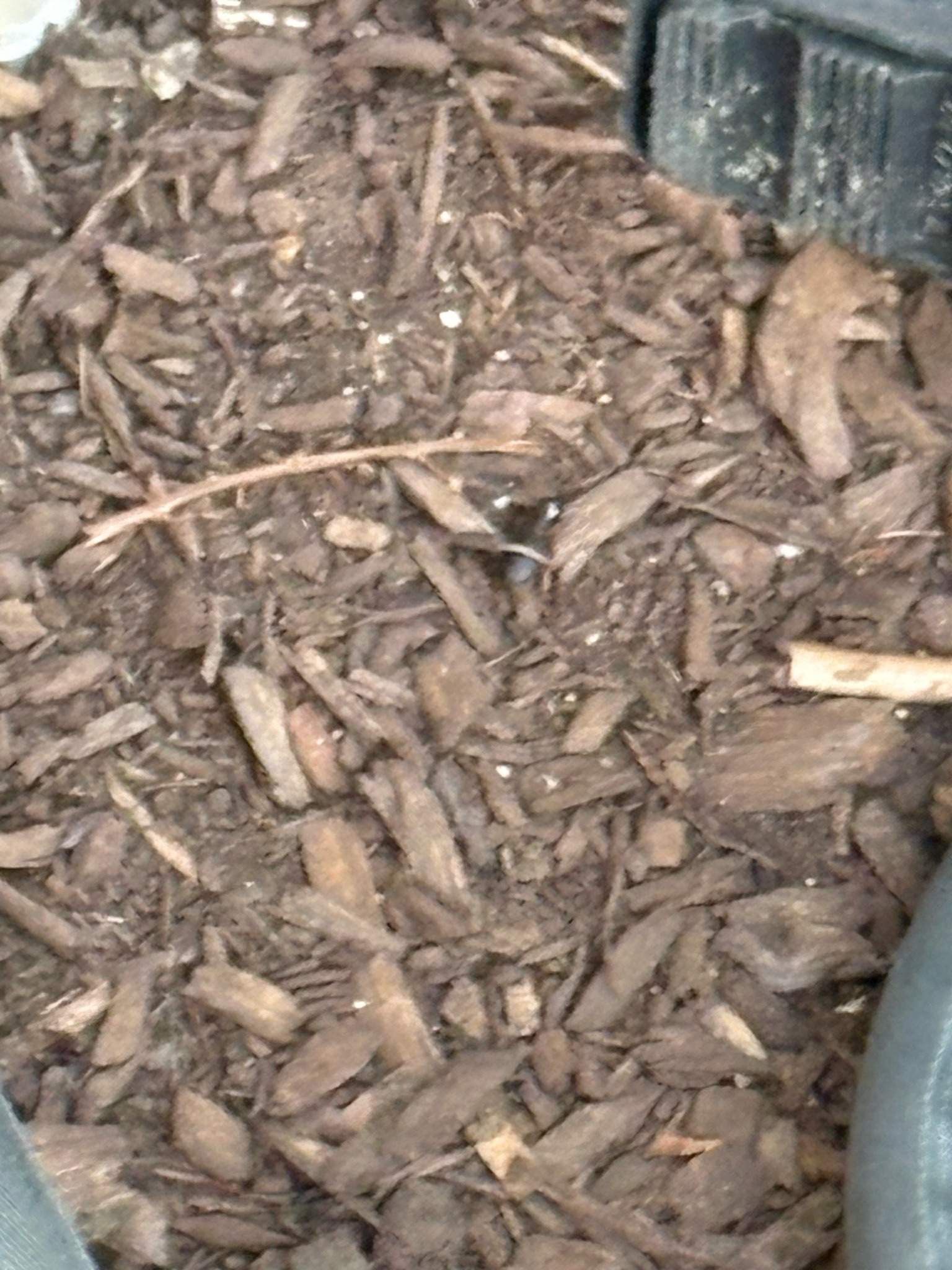 Ant