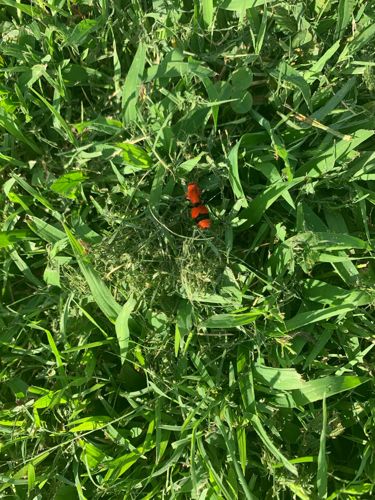 Spanish Fly, Blister Beetle