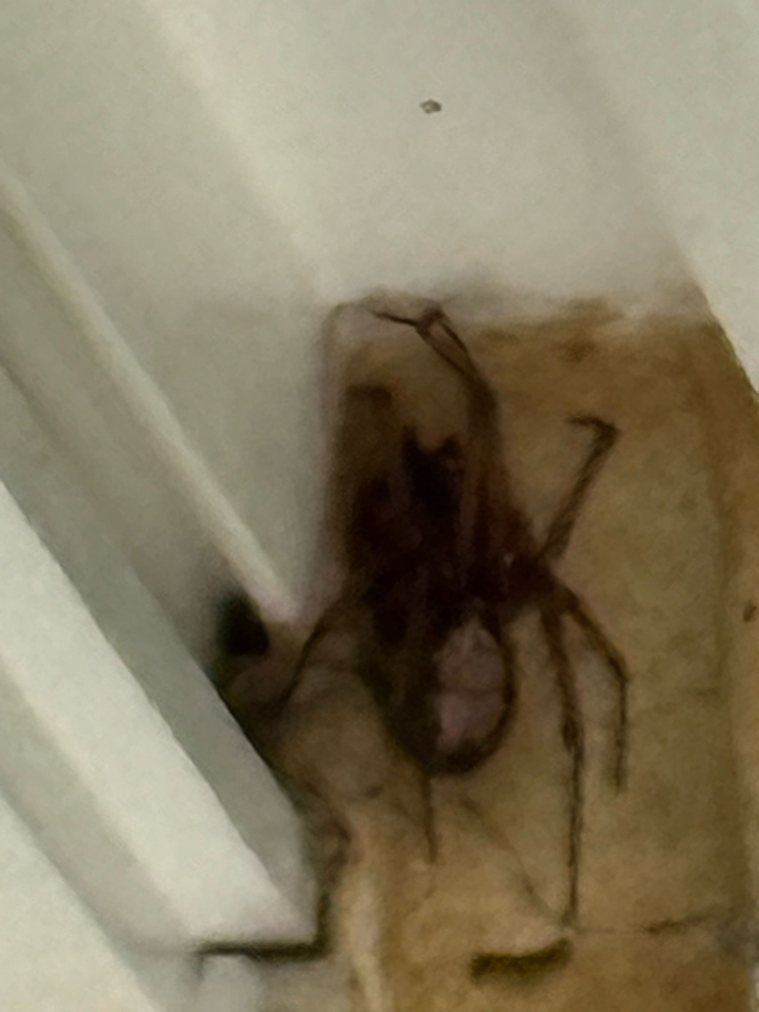 Giant House Spider
