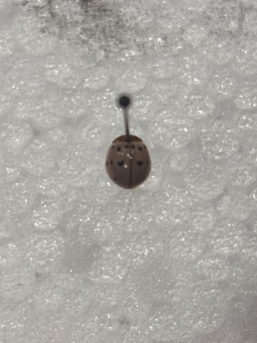 Ladybug (specifically a Harlequin Ladybird or Asian Lady Beetle is indicated by the 'M' marking on the pronotum, though this image is blurry)