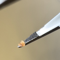 Brown Dog Tick (Larva/Nymph stage)