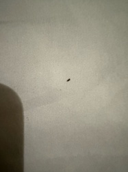 Carpet Beetle (Larva)