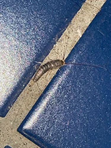 Silverfish