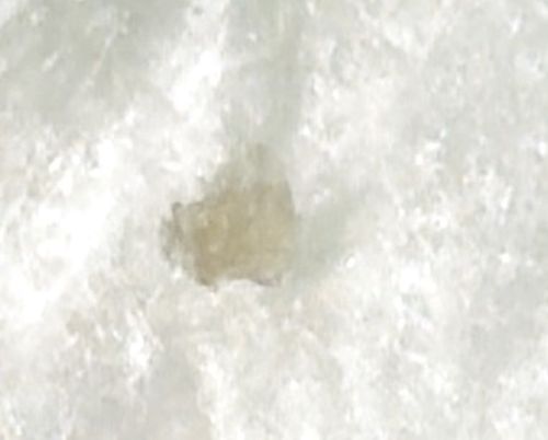 Flour Mite (also known as Grain Mite)