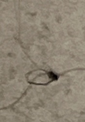 Case-bearing Clothes Moth (Larva)