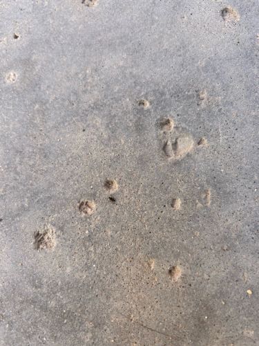 Antlion (Larva)