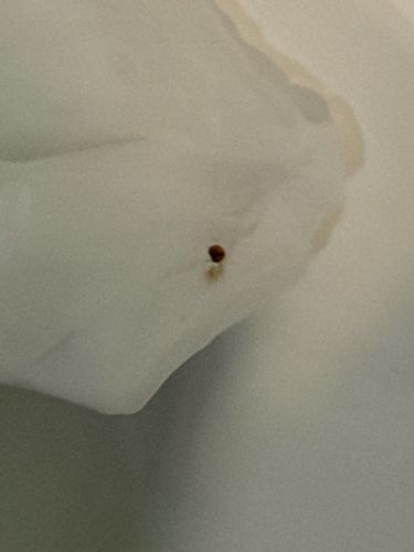 Bed Bug