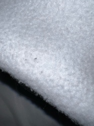 Snow Flea or Springtail