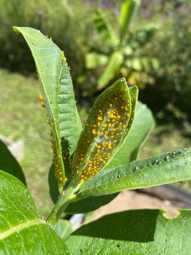 Oleander Aphid, Milkweed Aphid