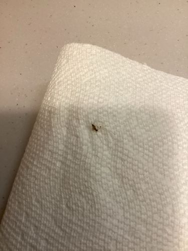 Ghost Ant