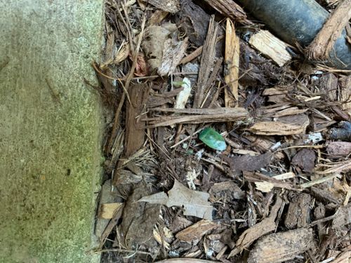 Metallic Wood-Boring Beetle