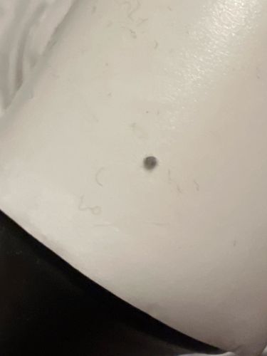 Carpet Beetle (Larva)