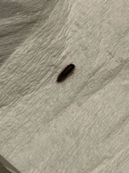 Carpet Beetle Larva (likely Black Carpet Beetle or Varied Carpet Beetle)