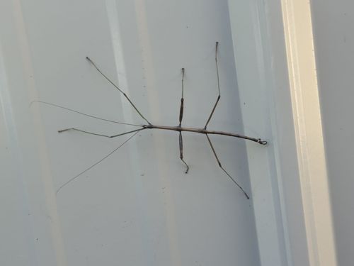 Stick insect, Walking stick