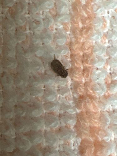 Carpet Beetle (Larva)