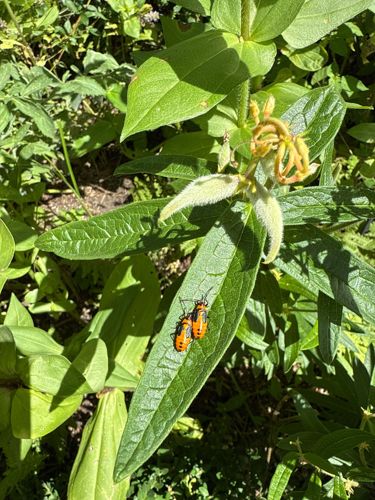 Boxelder Bug