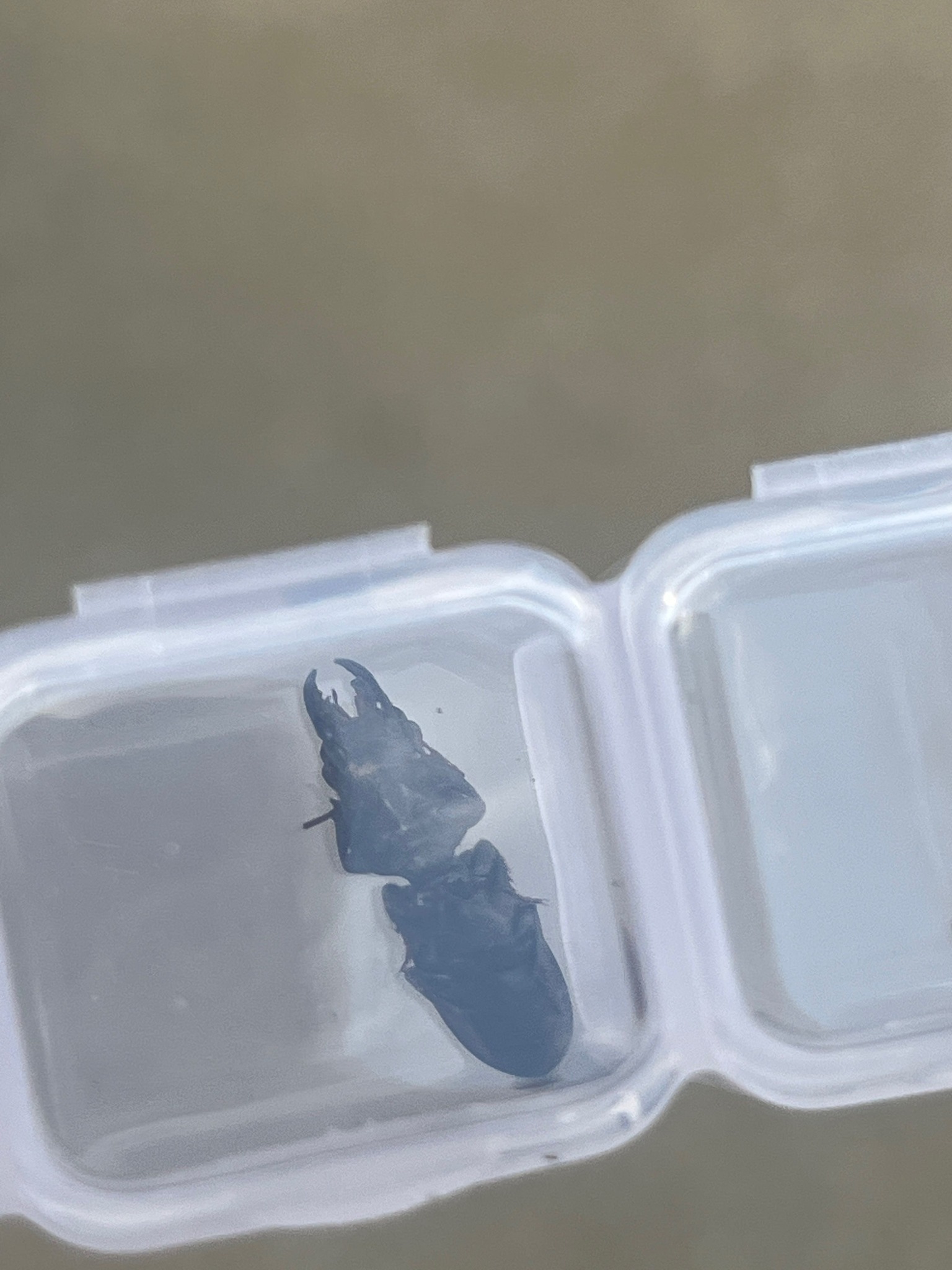 Big-headed Ground Beetle