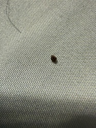 Carpet beetle