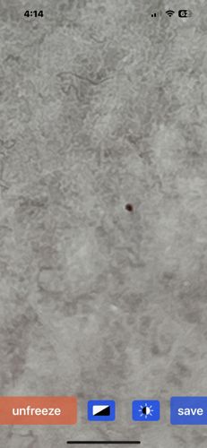 Carpet Beetle (likely Black Carpet Beetle or Varied Carpet Beetle)