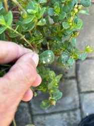 Mealybug