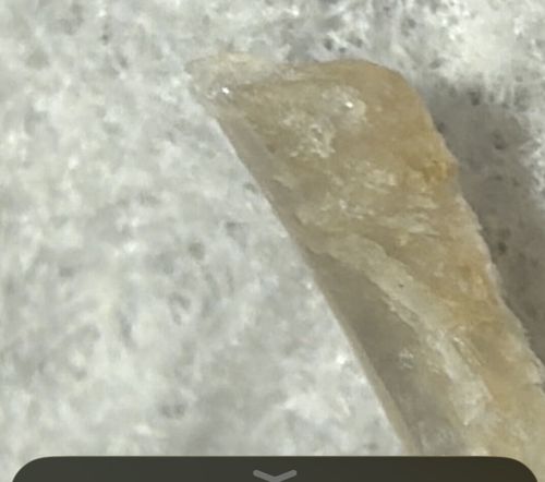 Not a Bug / Insect (Appears to be a crystal shard/fragment)
