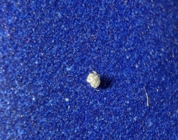 Green Lacewing Larva (Junk Bug)