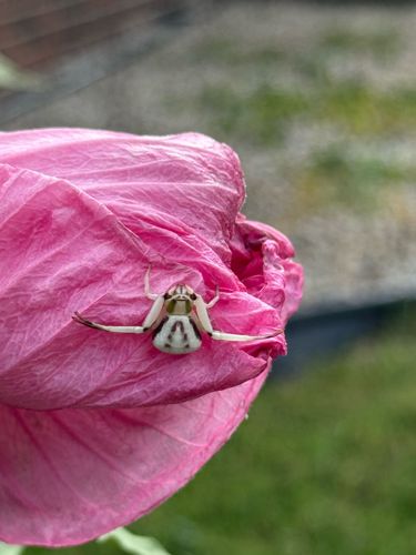 Flower Crab Spider