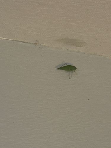 Katydid