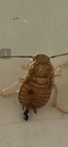 Cockroach Nymph
