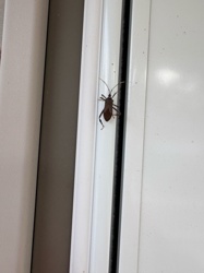 Leaf-footed Bug