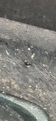 Carpet Beetle