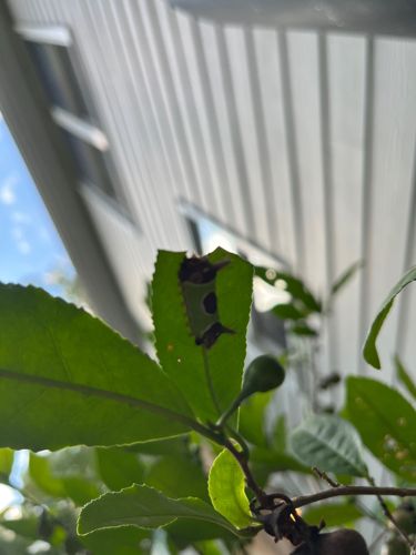Caterpillar (likely a Geometrid moth larva, also known as an inchworm or looper, based on its posture and the type of damage)