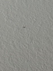 Fly (various species)