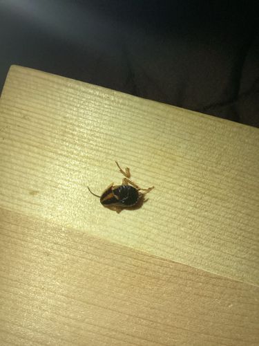 Cockroach (likely German Cockroach or American Cockroach)