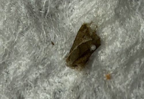 Brown Lacewing (Larval debris packet)
