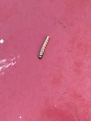 Leatherjacket larva (Crane Fly Larva)