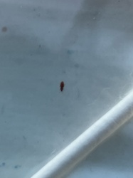 Sawtoothed Grain Beetle or Merchant Grain Beetle (unclear from image alone)